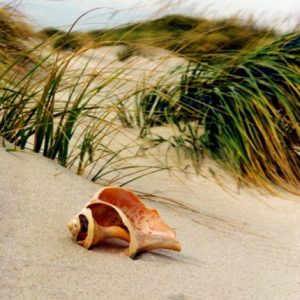 cropped-dune-shell11.jpg
