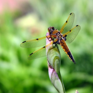 Dragonfly favoritre