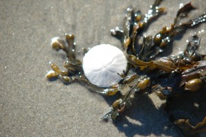 Sand dollar and seaweek 2