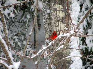 Cardinal Red on White